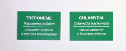 Chlamydia